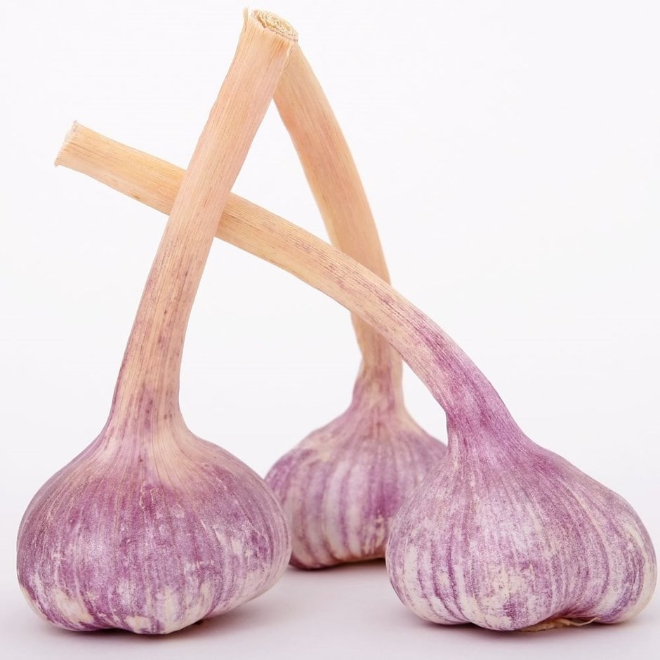 French garlic 'Edenrose'