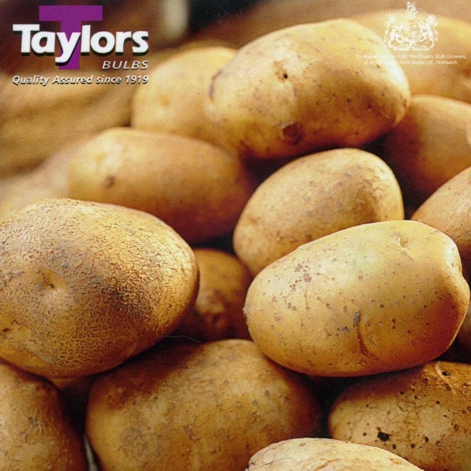 potato 'Saxon'