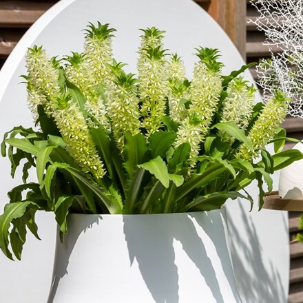 Picture of Eucomis Maui ('Gsalkele') (PBR)
