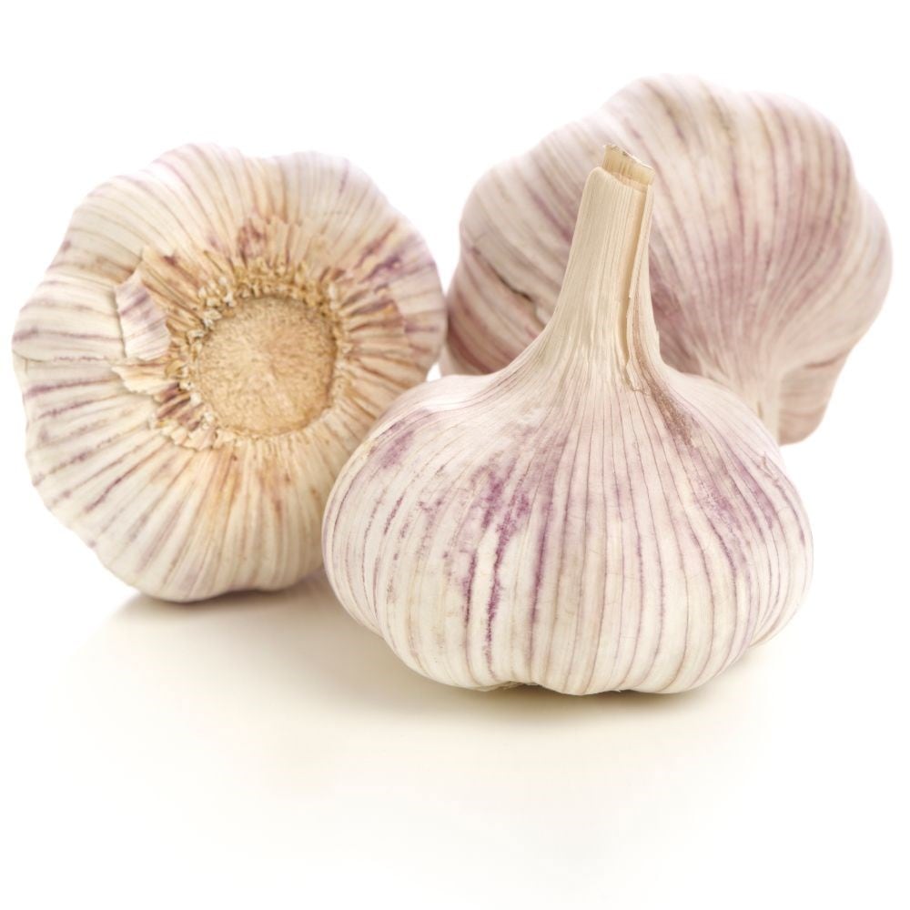 garlic (French softneck) bulb or Allium sativum Thermidrome