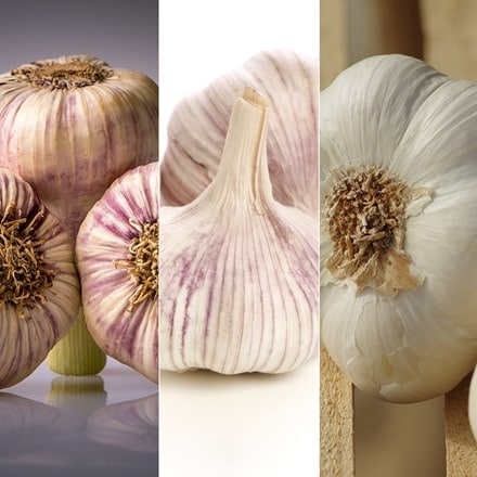 French garlic collection for autumn planting