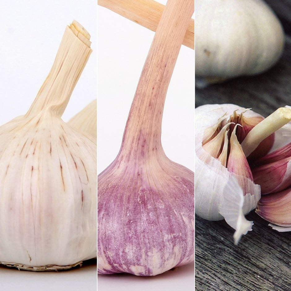 French garlic collection for spring planting - 6+3 Free bulbs