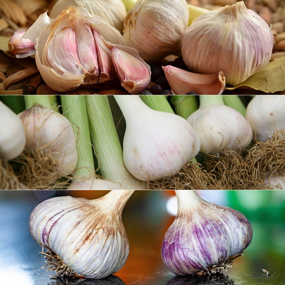 Connoisseurs garlic collection for autumn planting