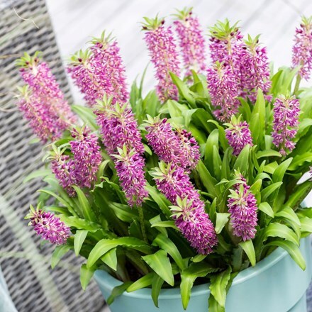 Picture of Eucomis Leia (PBR) (Aloha Lily Series)