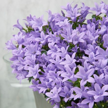 Campanula portenschlagiana Ambella Lavender ('Ptb11701') (PBR)