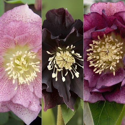 Picture of Helleborus × hybridus Double Ellen collection