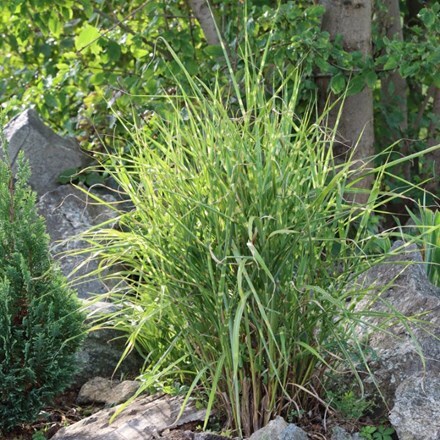 Picture of Miscanthus sinensis Strictus