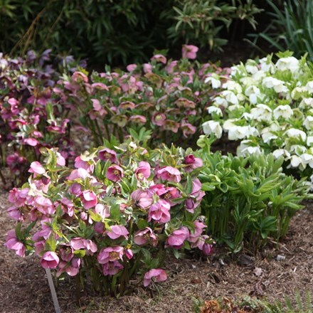Picture of Helleborus × hybridus