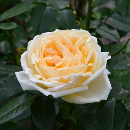 Rosa Countess of Wessex ('Beacream')