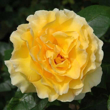 Rosa Grosvenor House