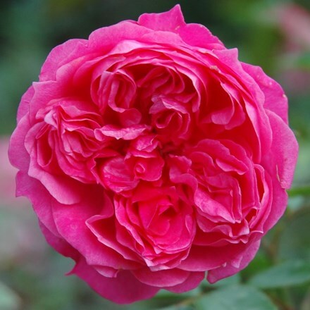 Picture of Rosa Ivor's Rose ('Beadonald')