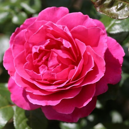 Rosa Sandringham ('Beamolly')