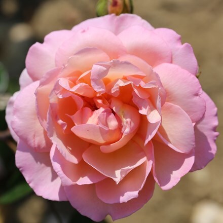 Picture of Rosa Captain Christy