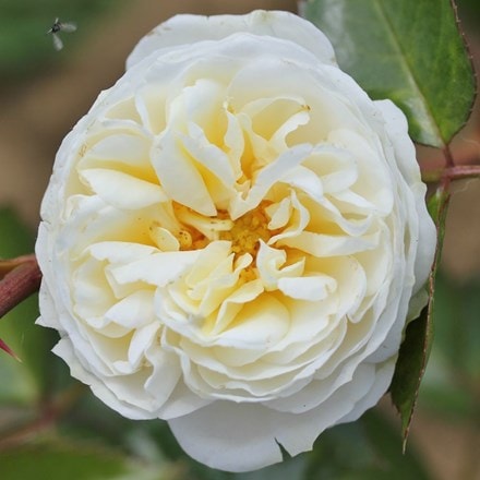 Rosa Clarence House ('Clarencehouse')