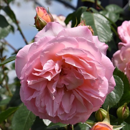 Picture of Rosa Fragrant Celebration ('Beamerry')