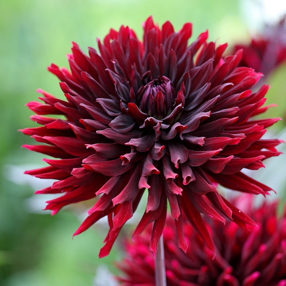 Product options image