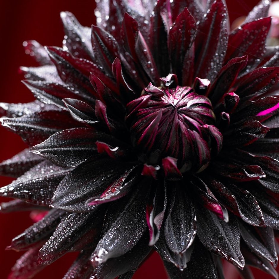 <i>Dahlia</i> 'Black Jack'