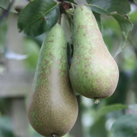 Picture of pear Conference