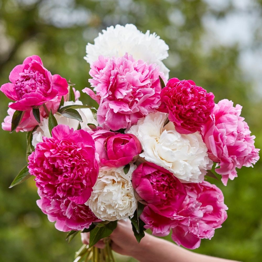 Product options image