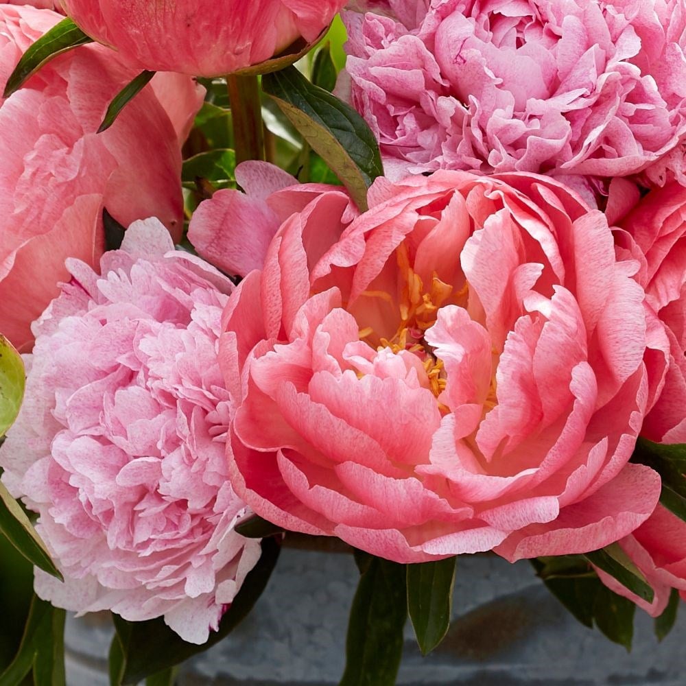 Buy paeony or peony Award-winning paeonia collection: £19.95 Delivery ...