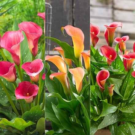 Sunrise Zantedeschia collection