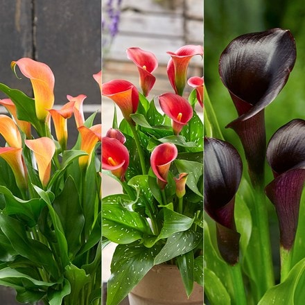 Buy Bulbs - Special features: Berries or fruit - Delivery by Crocus