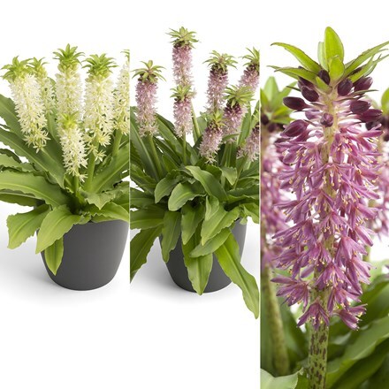 Picture of Award-winning Eucomis collection