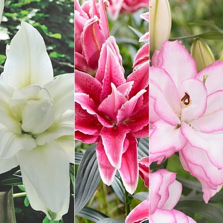 Picture of Roselily pollen free lily collection