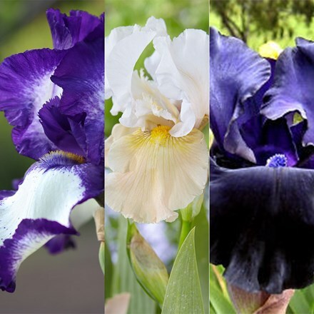 Bearded Iris collection