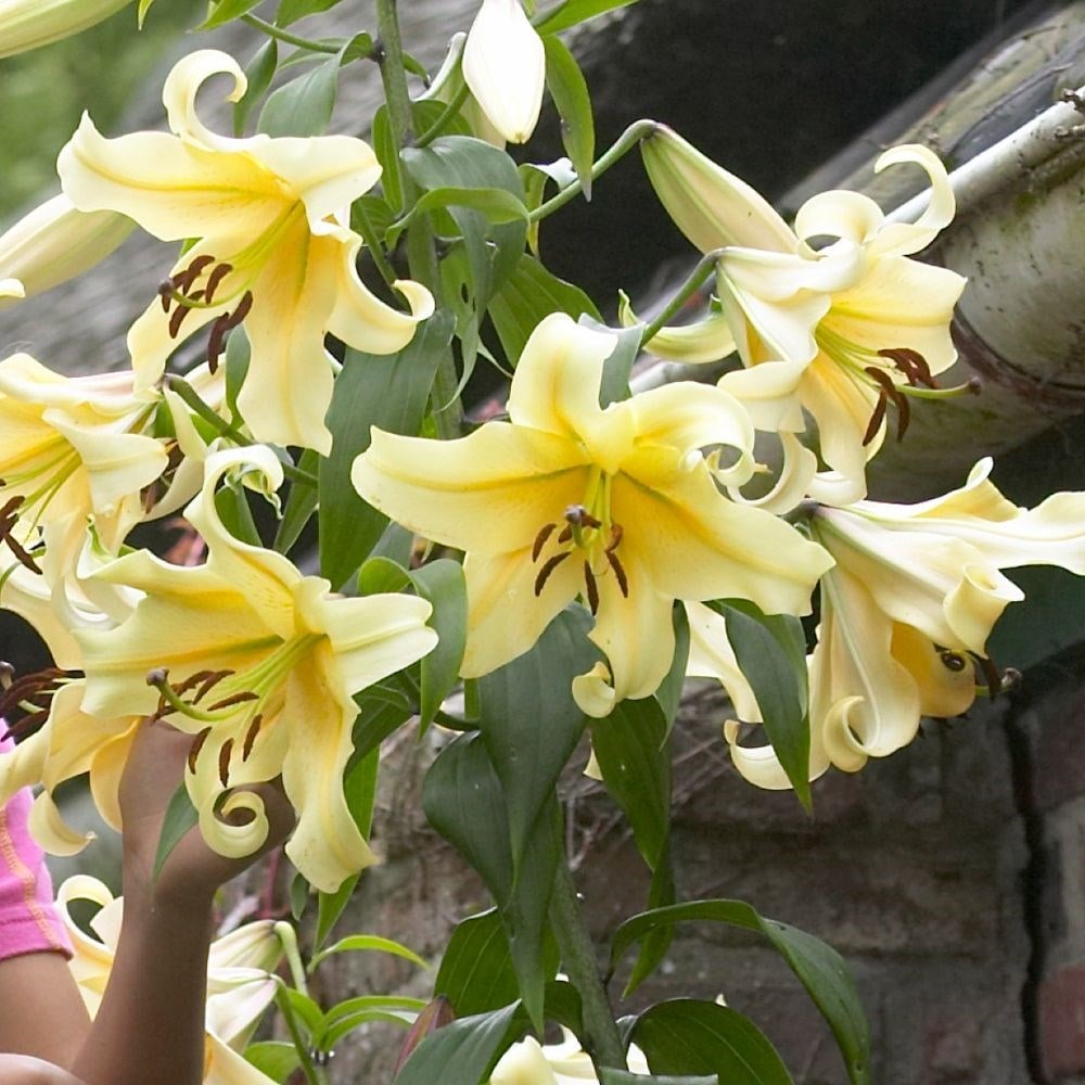 <i>Lilium</i> 'Honeymoon'