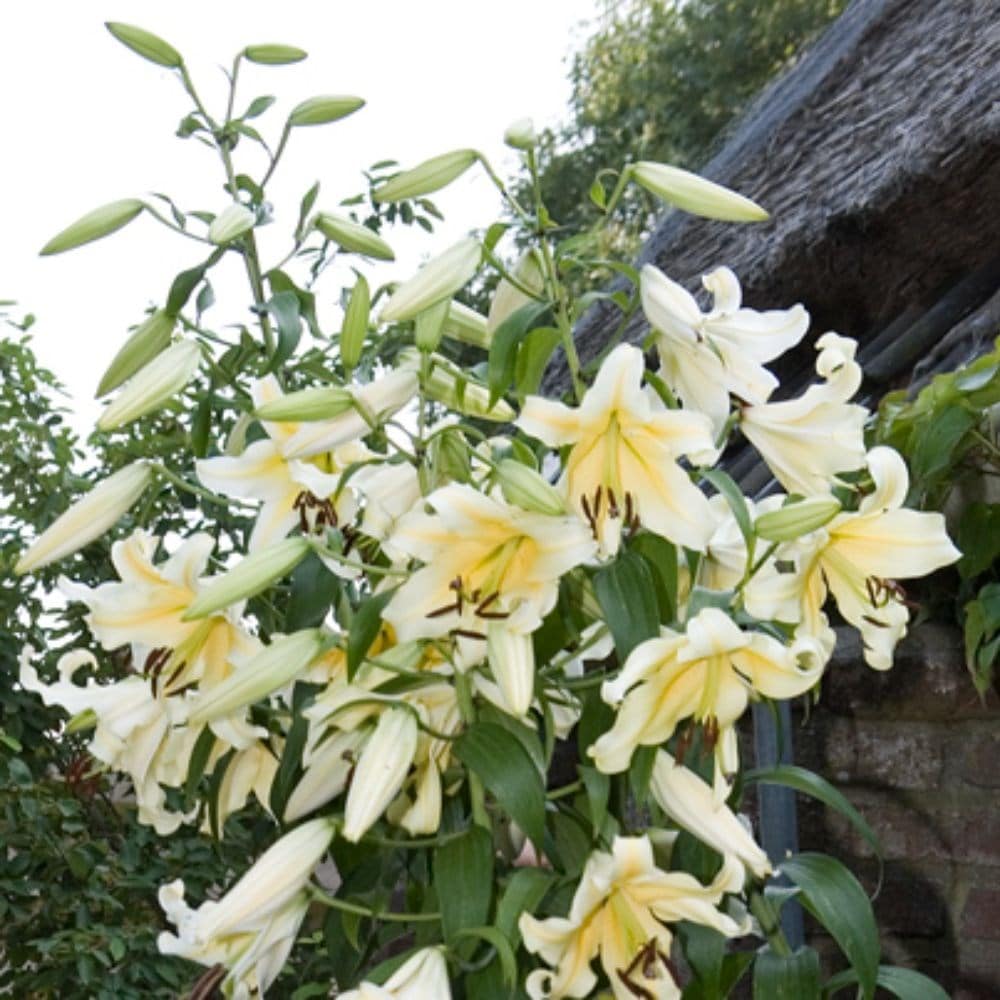 <i>Lilium</i> 'Honeymoon'