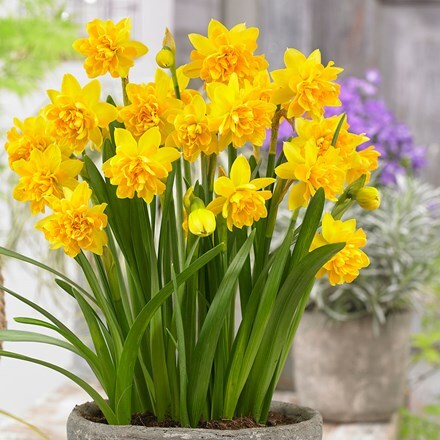 Buy double daffodil bulbs ( Narcissus Tete Boucle ) Narcissus Tête Bouclé:  £6.99 Delivery by Crocus