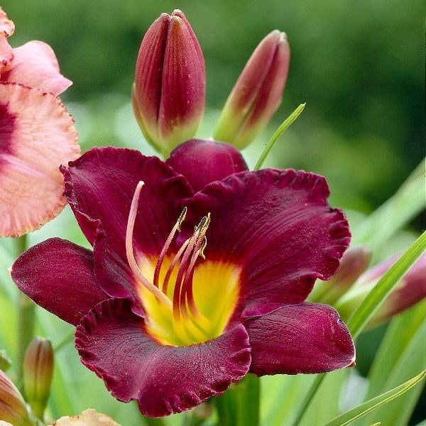 Hemerocallis Olive Bailey Langdon