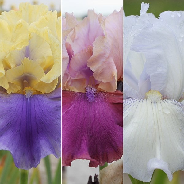 Iris collection