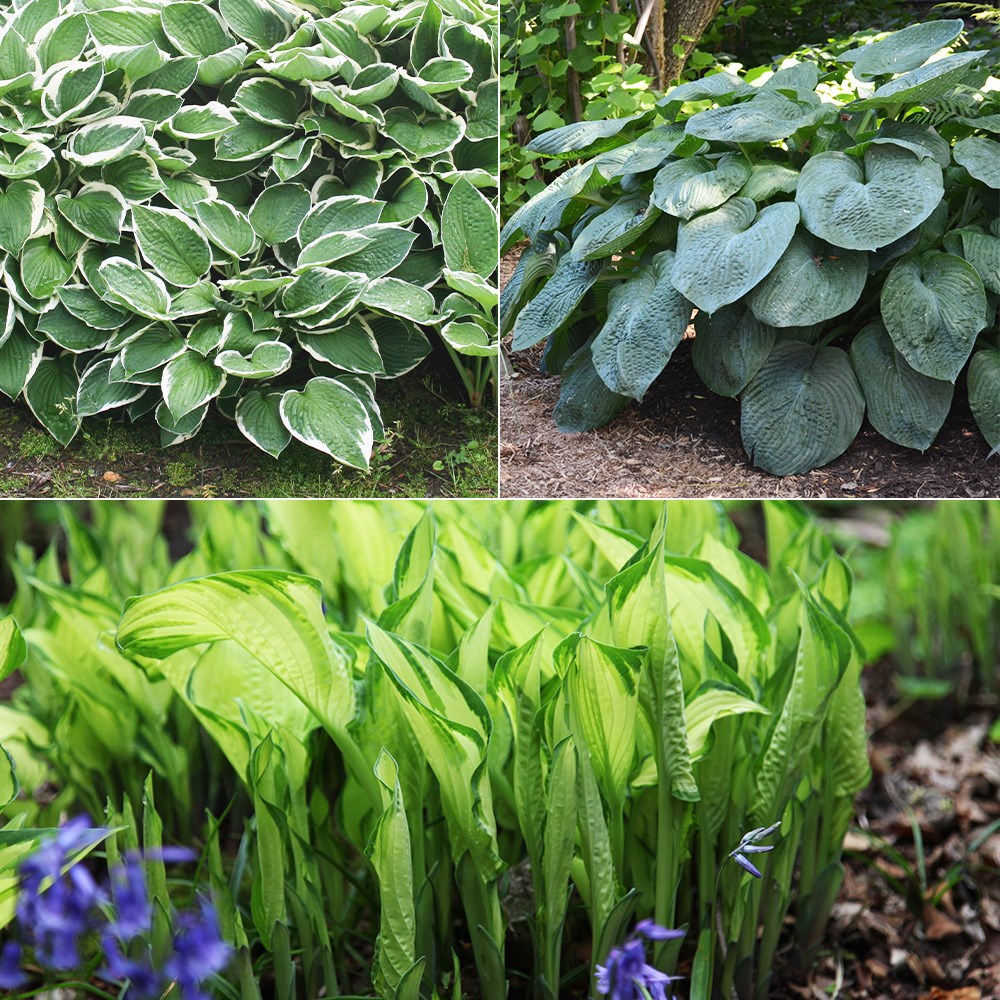 Product options image