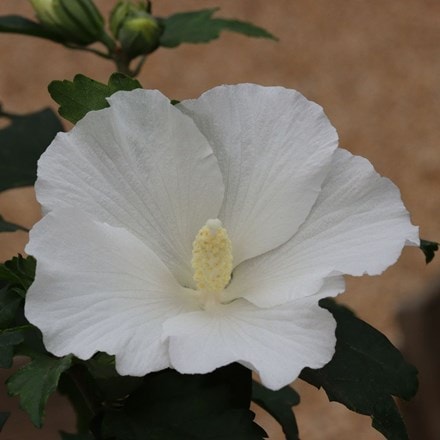 Picture of Hibiscus syriacus William R. Smith