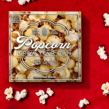 Picture of Popcorn - plant and grow