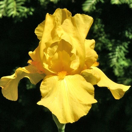 Picture of Iris barbata-elatior Goldfackel