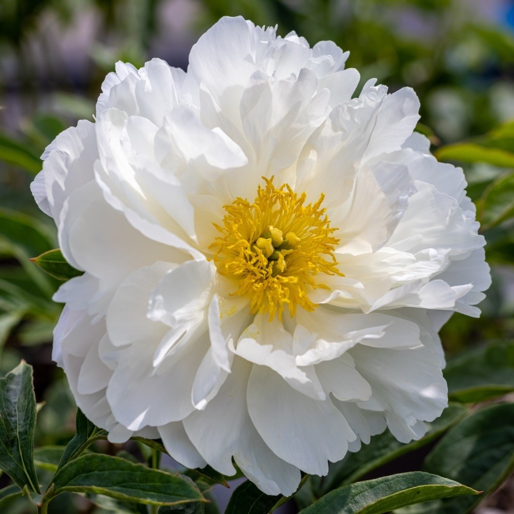 <i>Paeonia lactiflora</i> 'Miss America'