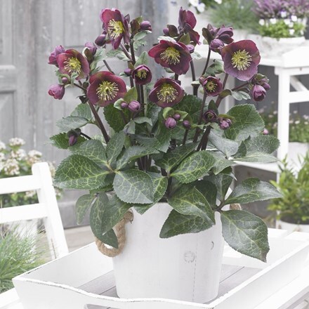 Picture of Helleborus (Rodney Davey Marbled Group) Reanna's Ruby ('Epb 32')