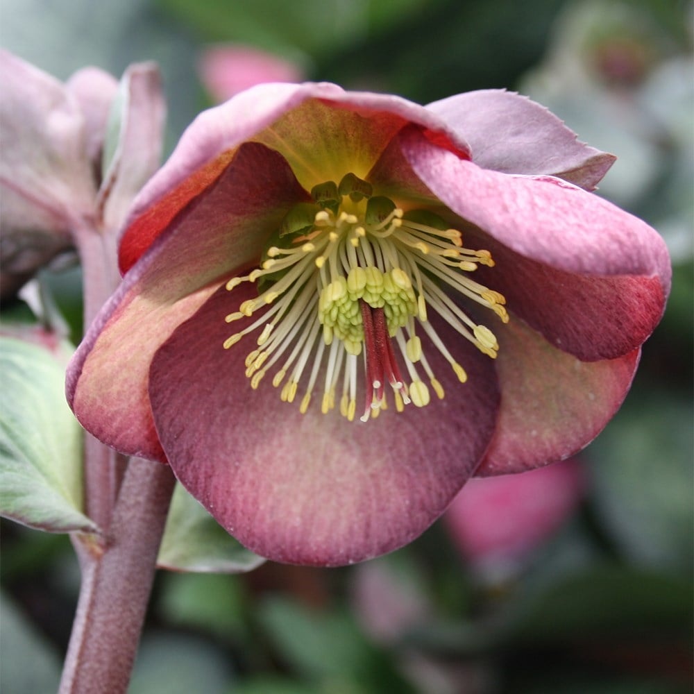 <i>Helleborus</i> (Rodney Davey Marbled Group) <b class=small-caps>Dana's Dulcet</b> ('Epb 30') (PBR)