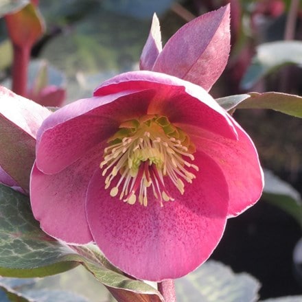 Helleborus (Rodney Davey Marbled Group) Pippa's Purple ('Rd09') (Frost Kiss Series)