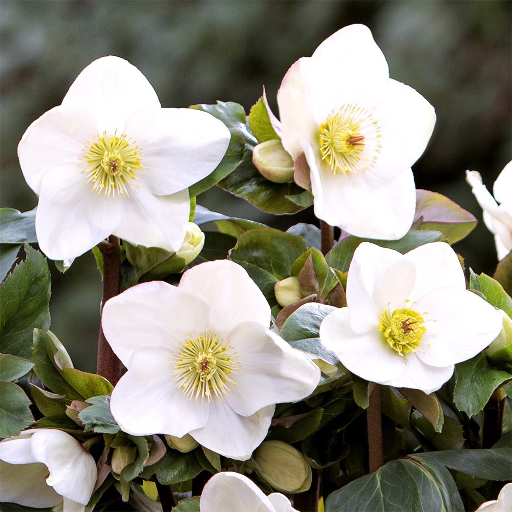 <i>Helleborus</i> <b class=small-caps>HGC Ice 'N' Roses White</b> ('Coseh 4500') (PBR)