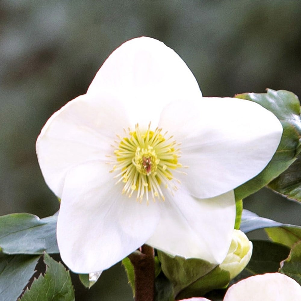 <i>Helleborus</i> <b class=small-caps>HGC Ice 'N' Roses White</b> ('Coseh 4500') (PBR)