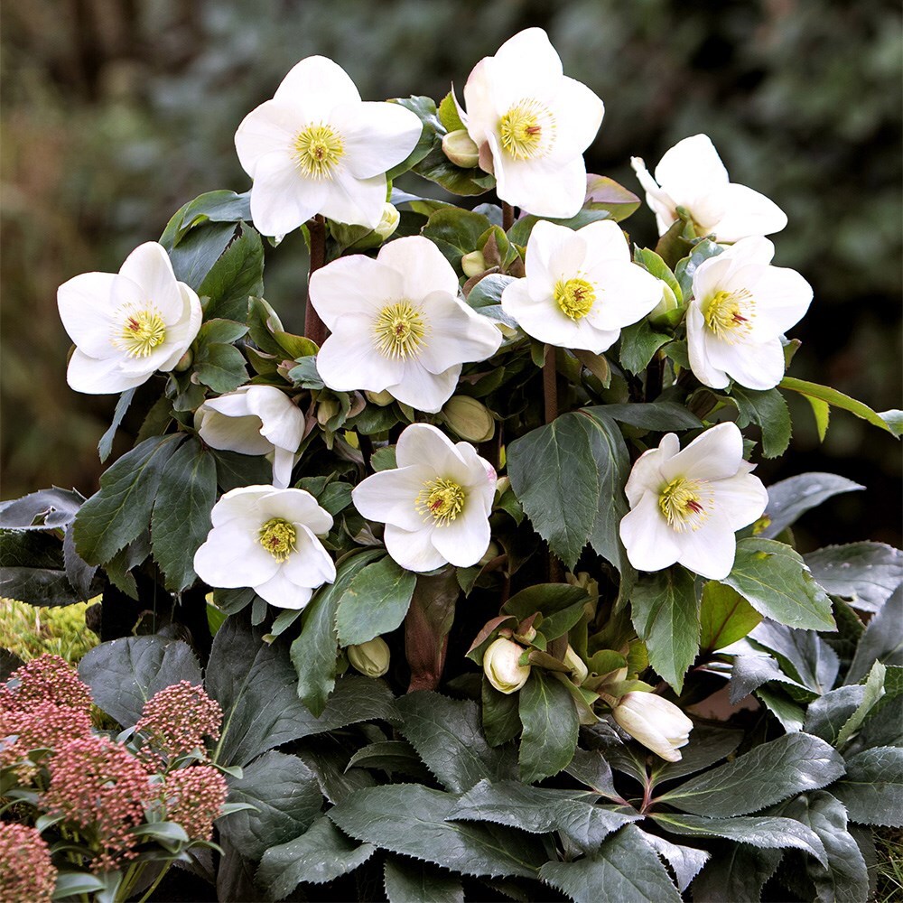 <i>Helleborus</i> <b class=small-caps>HGC Ice 'N' Roses White</b> ('Coseh 4500') (PBR)
