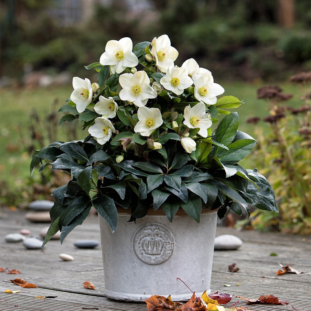 <i>Helleborus</i> <b class=small-caps>HGC Ice 'N' Roses White</b> ('Coseh 4500') (PBR)