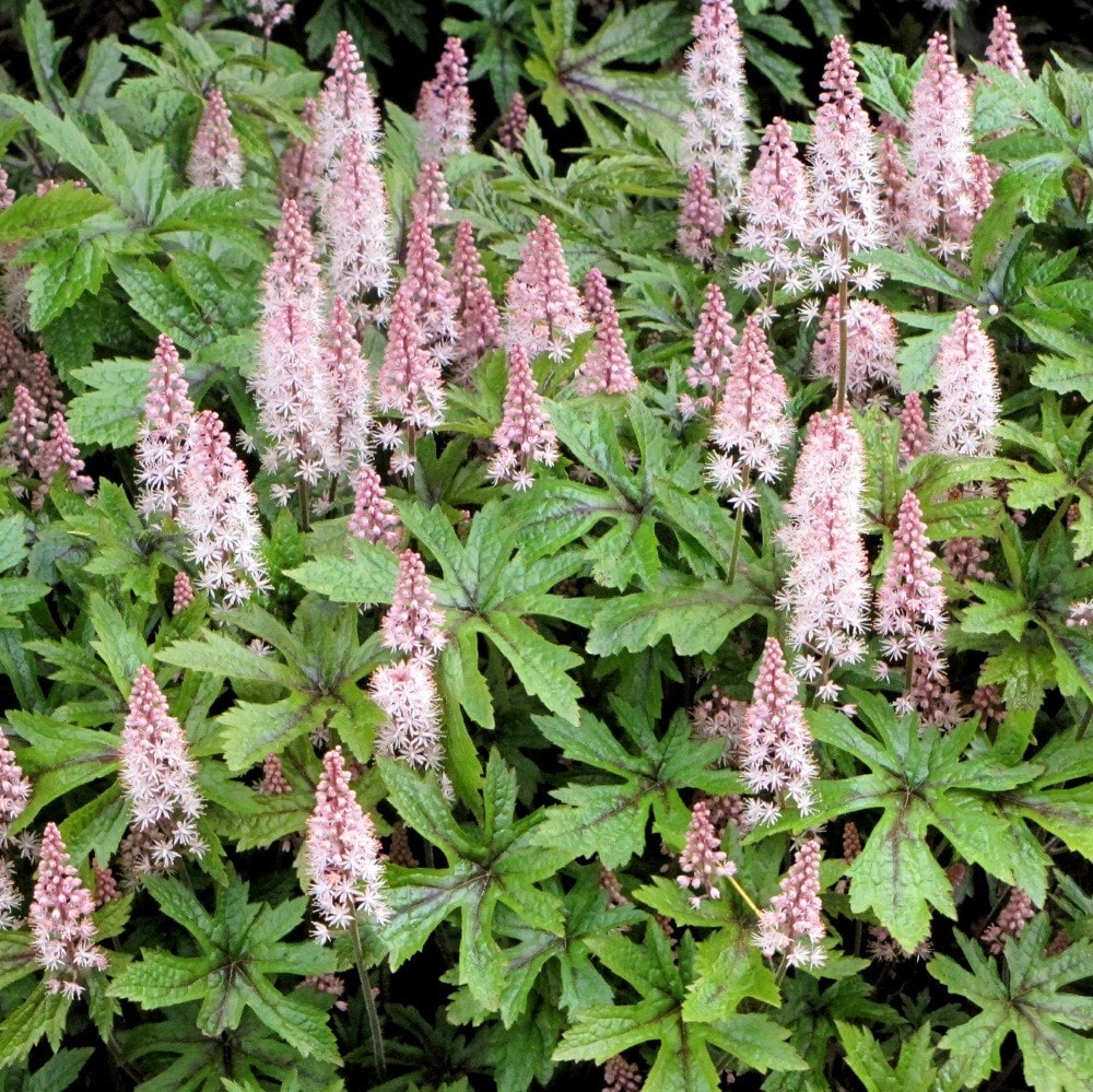 <i>Tiarella</i> 'Pink Skyrocket' (PBR)