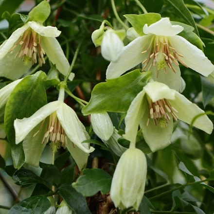 Clematis Christmas Surprise