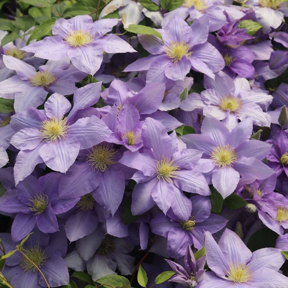 Product options image