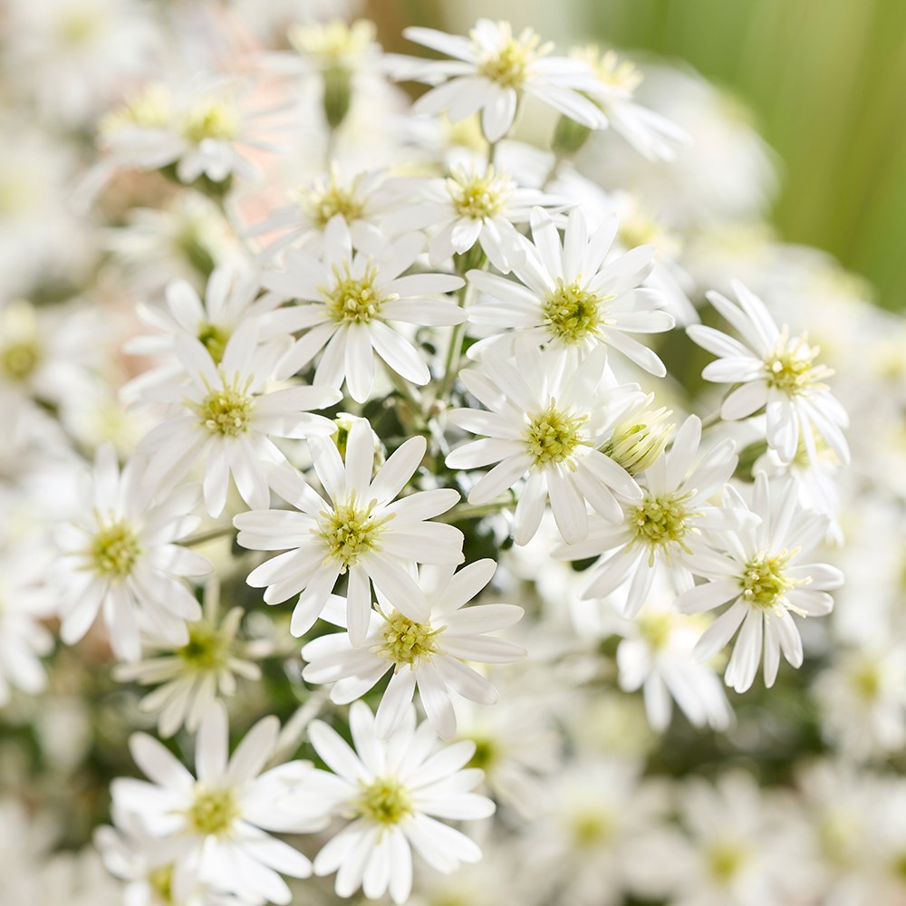 <i>Olearia phlogopappa</i> 'Spring Bling' (PBR)